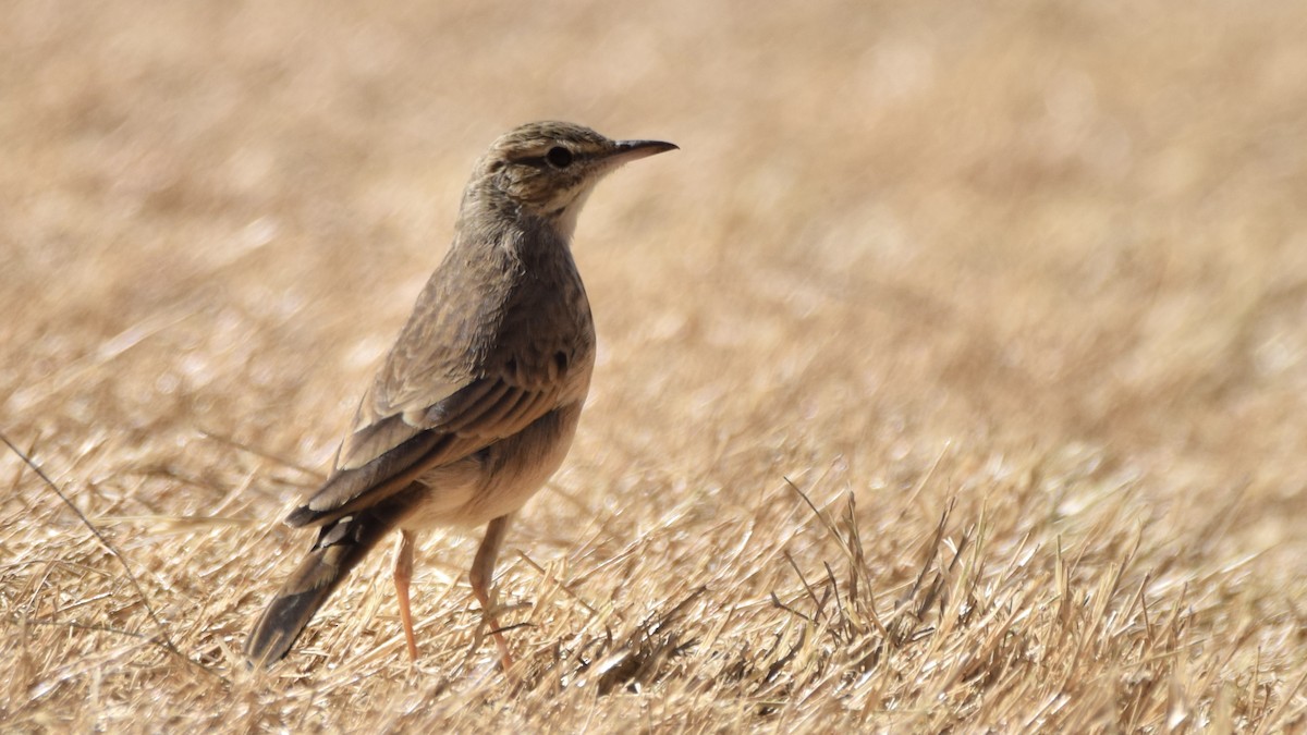 Nicholson's Pipit - Jacob Henry