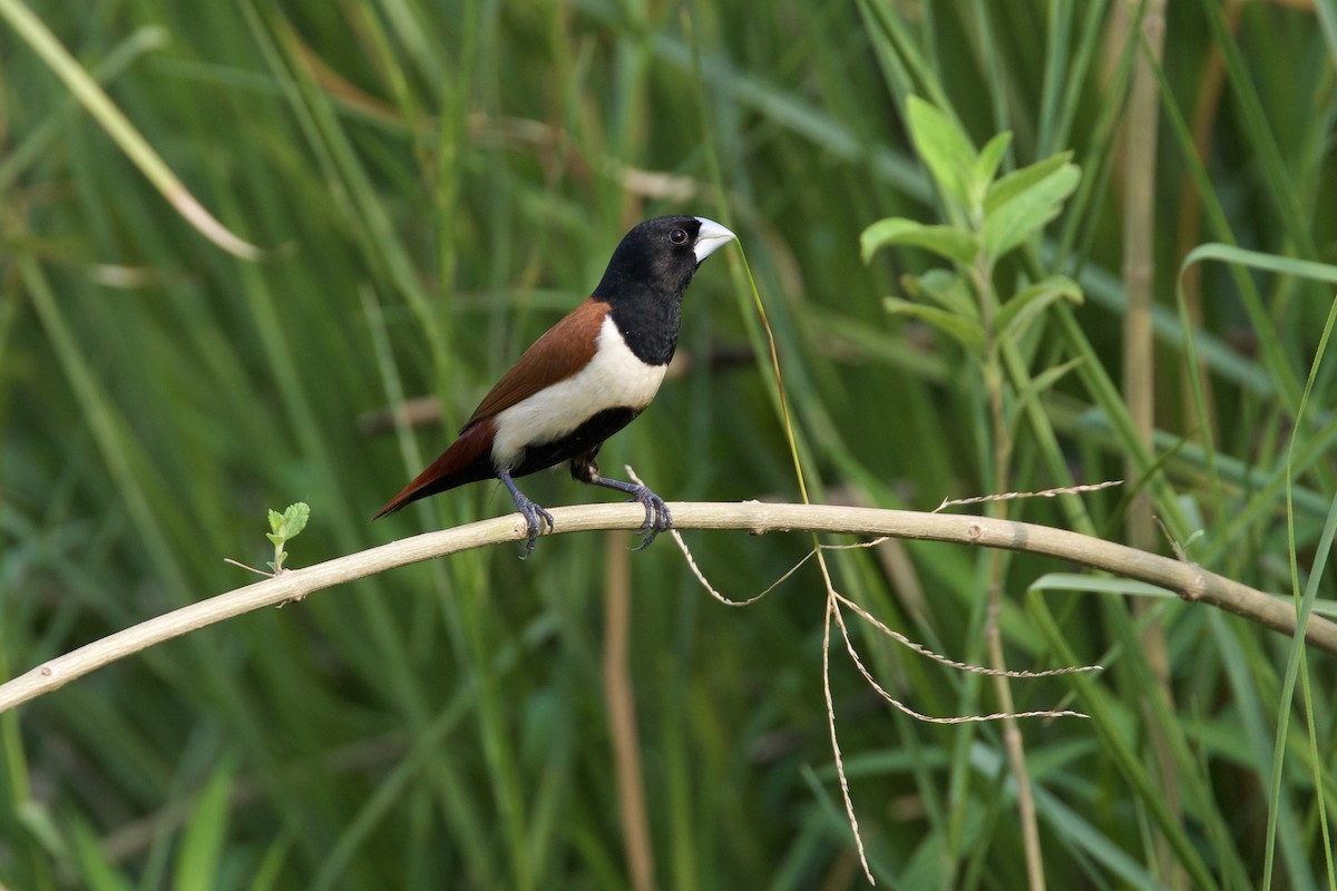 Tricolored Munia - ML620523849