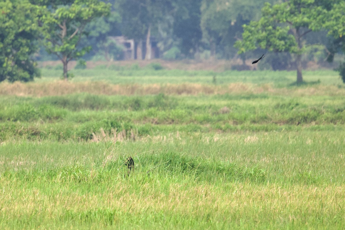 Águila India - ML620523852