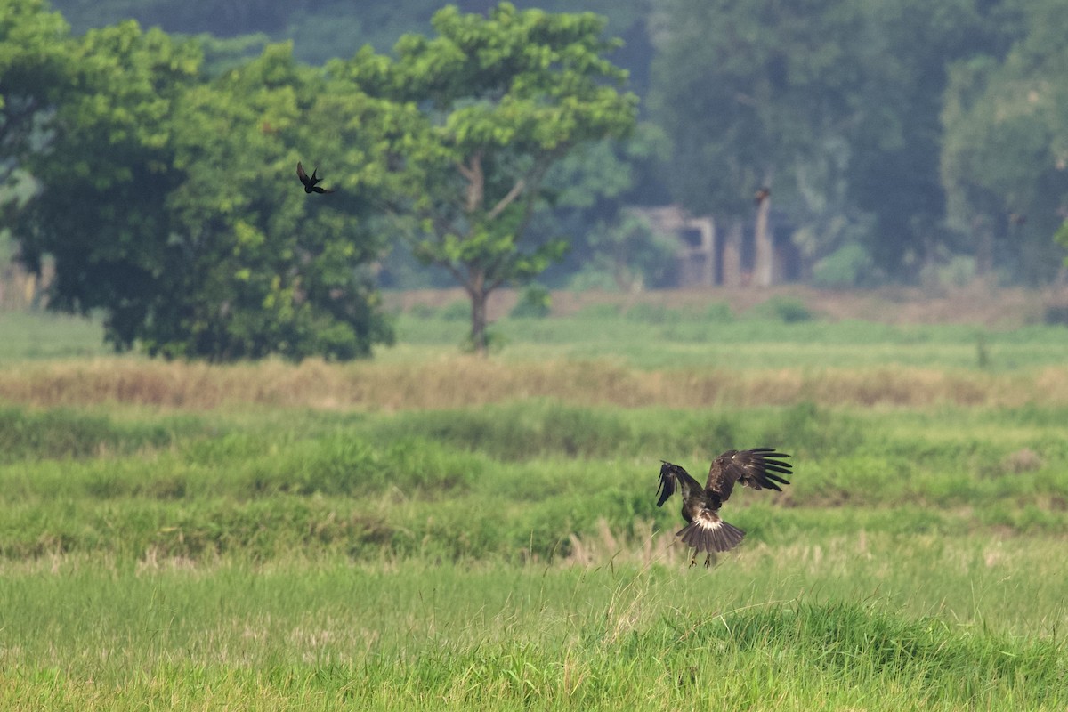 Indian Spotted Eagle - ML620523853