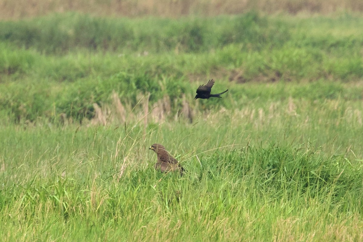 Indian Spotted Eagle - ML620523854