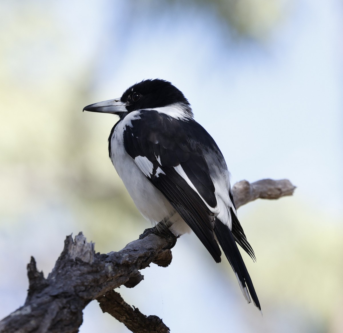 Pied Butcherbird - ML620523860