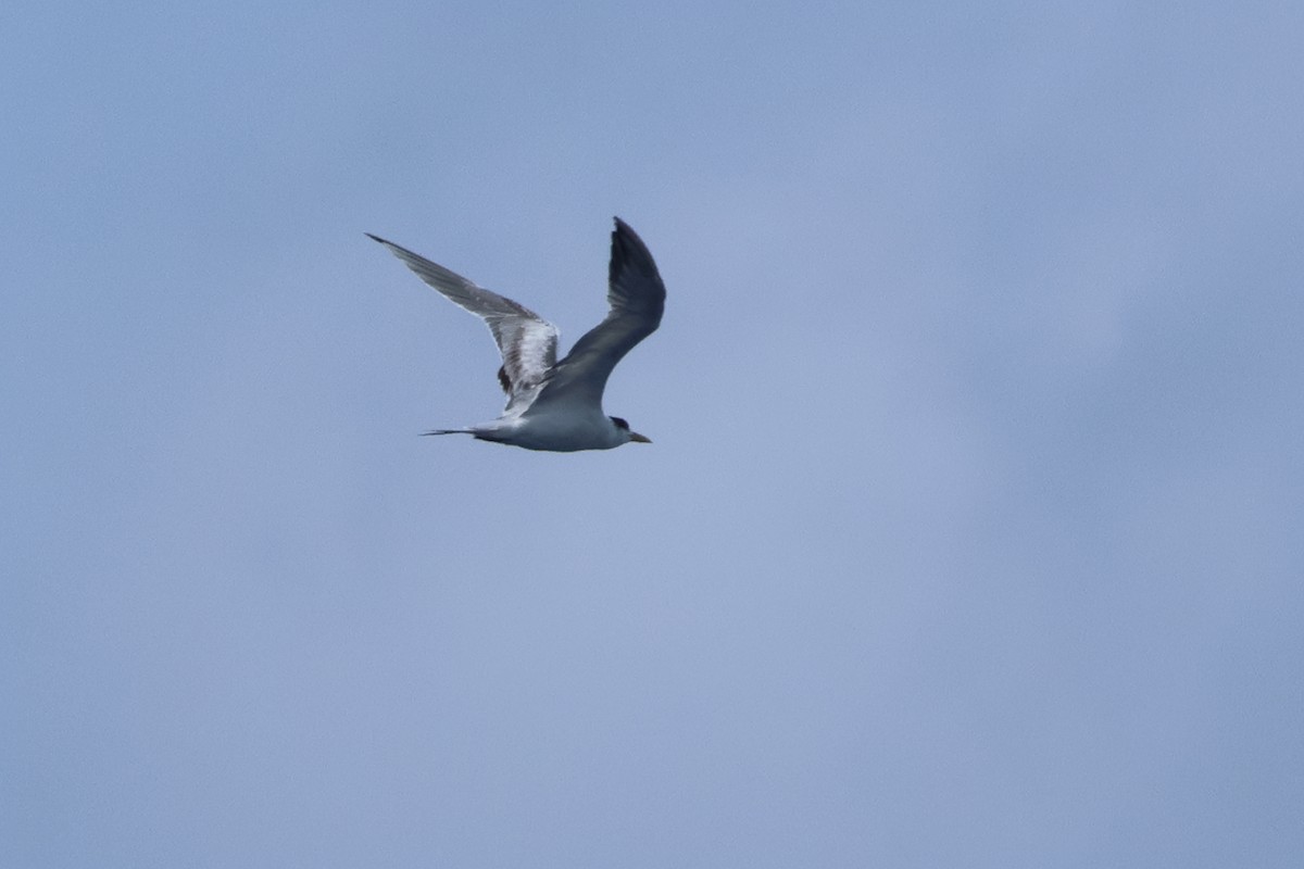 Great Crested Tern - ML620523865
