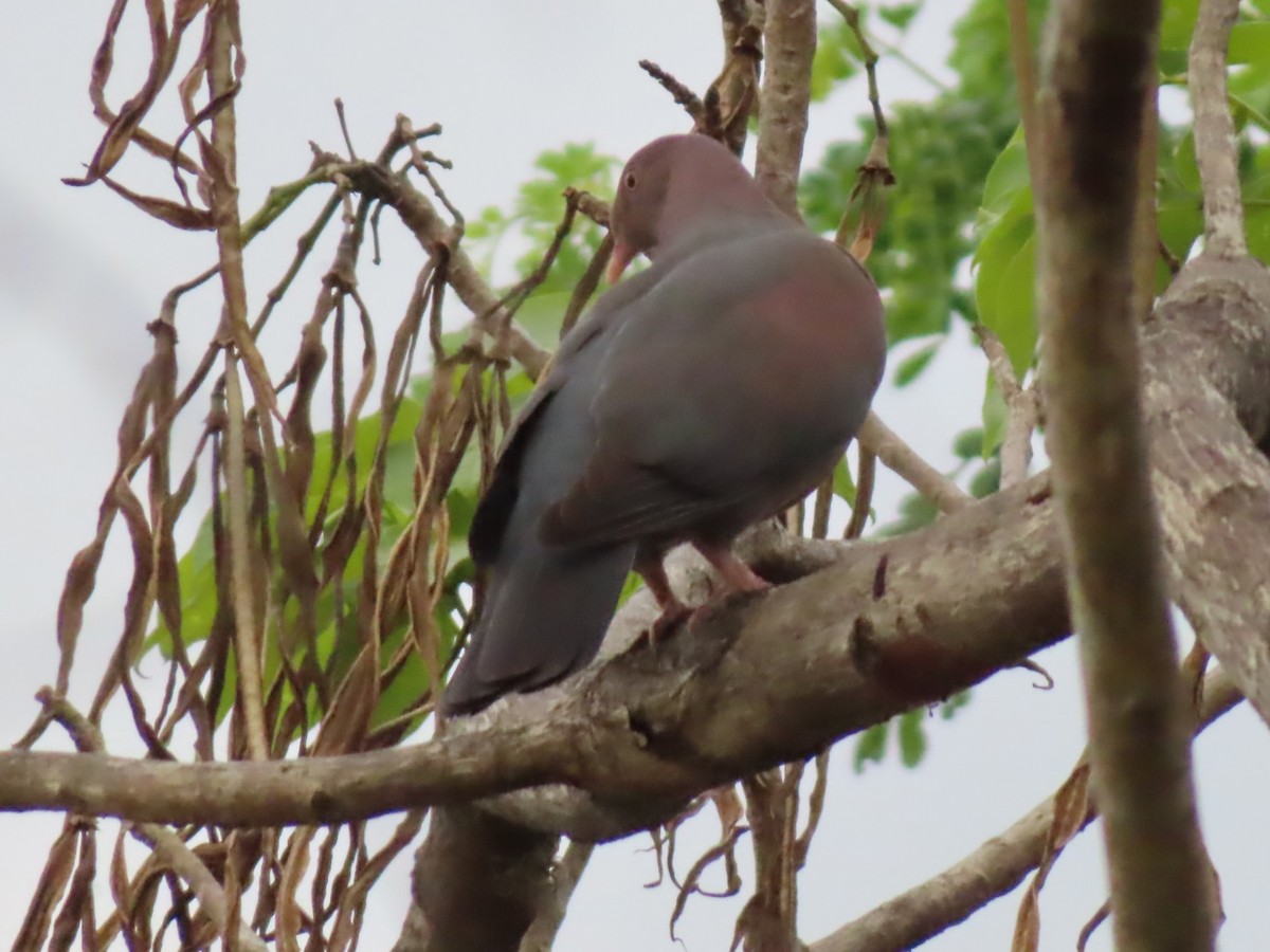 Pigeon à bec rouge - ML620523869