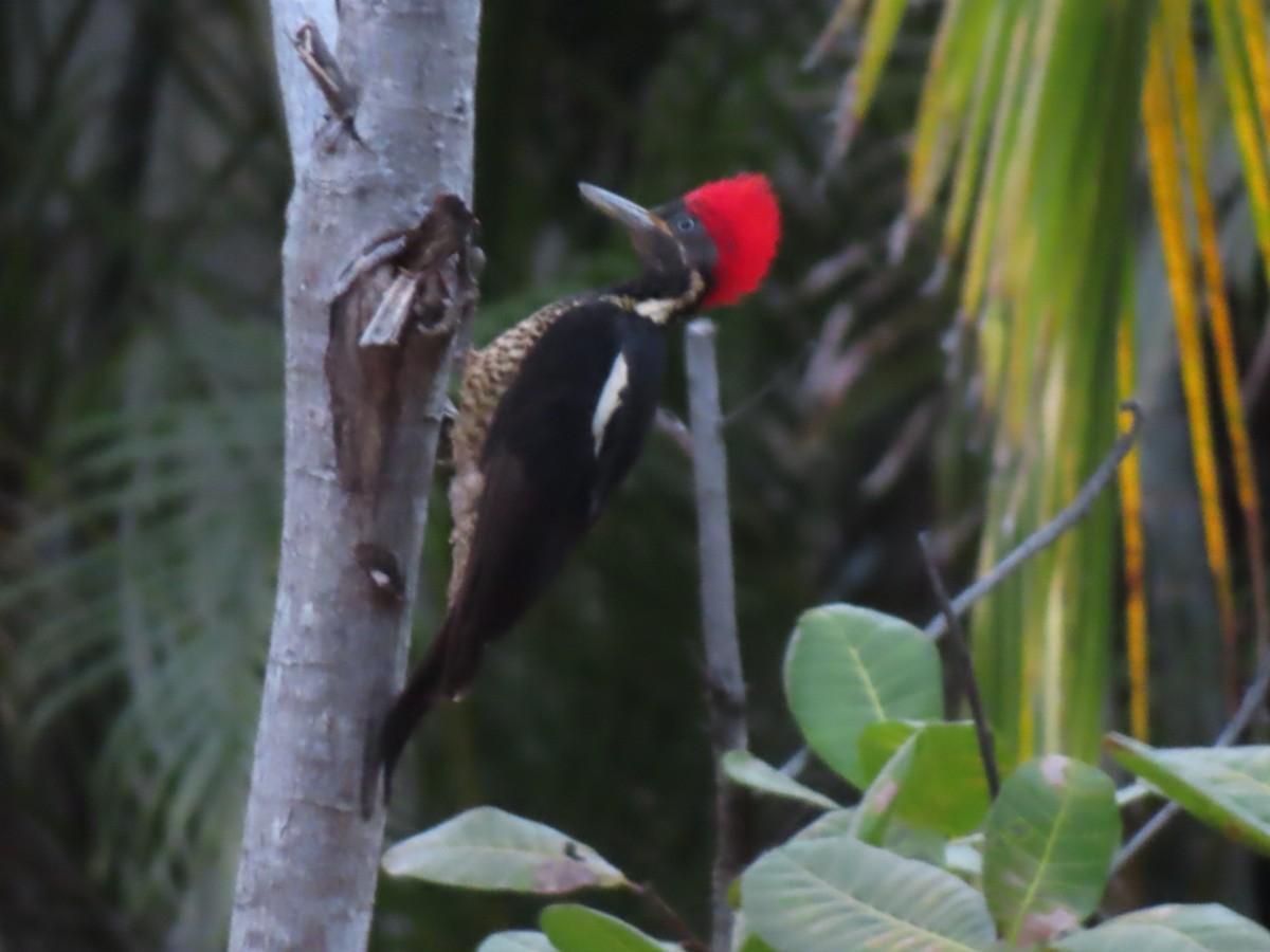 Lineated Woodpecker - ML620523873