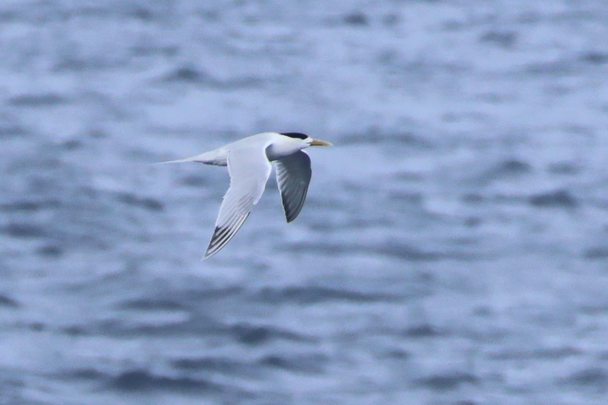 Great Crested Tern - ML620523874