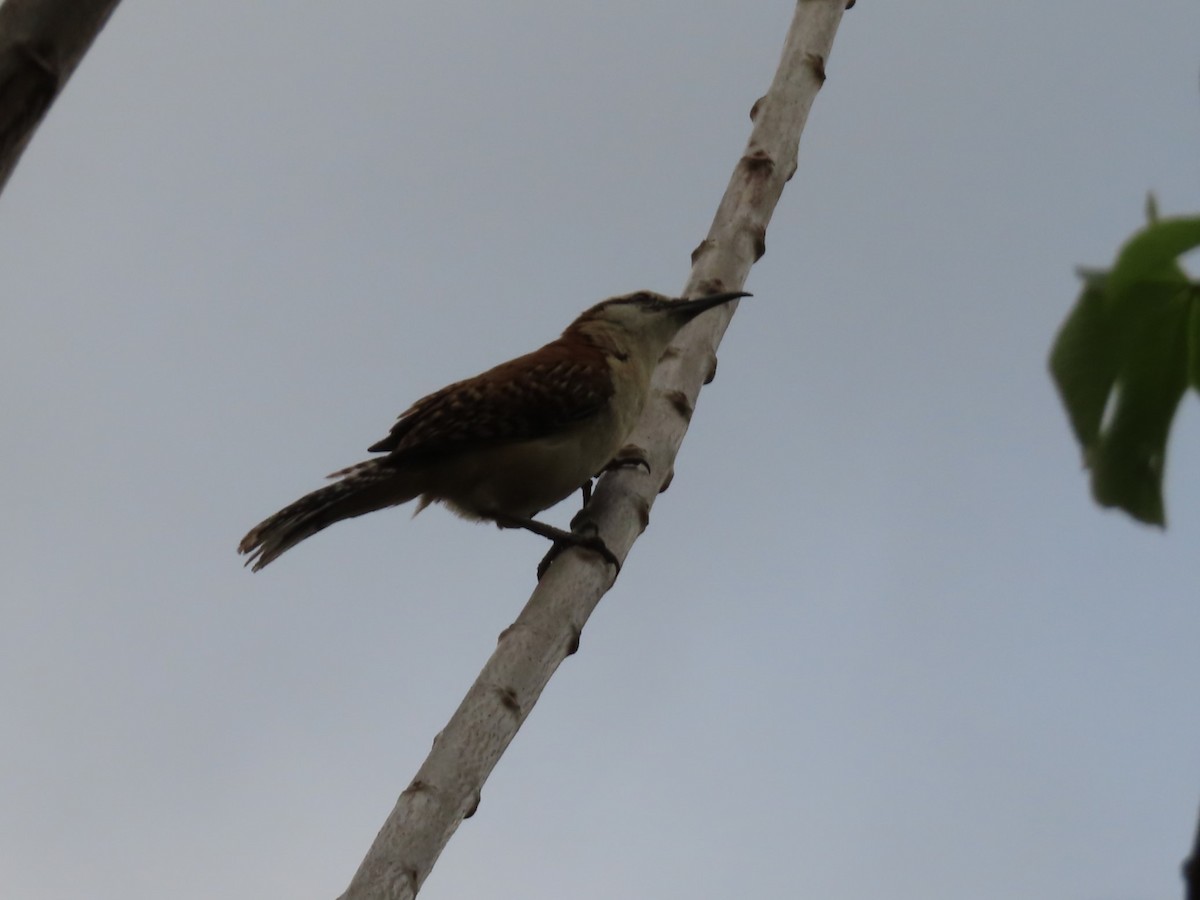 Rufous-naped Wren - Diane Wong-Kone