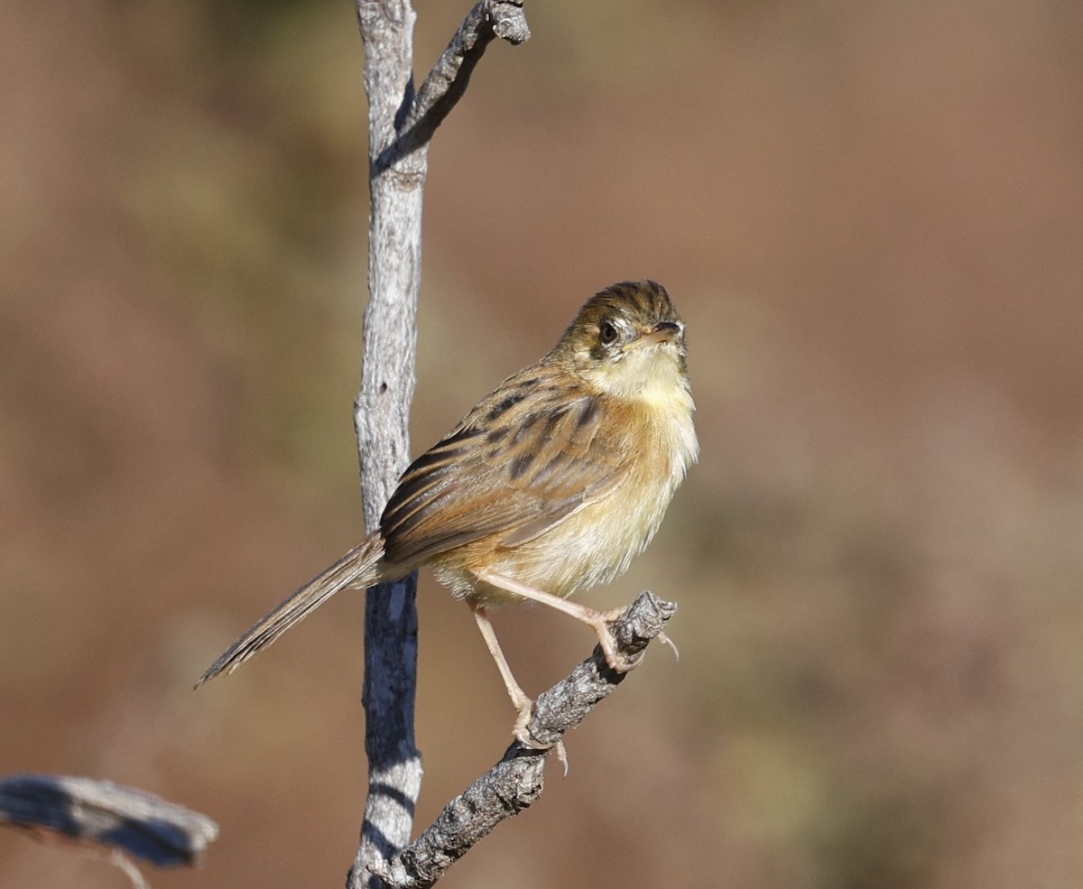 Golden-headed Cisticola - ML620523879