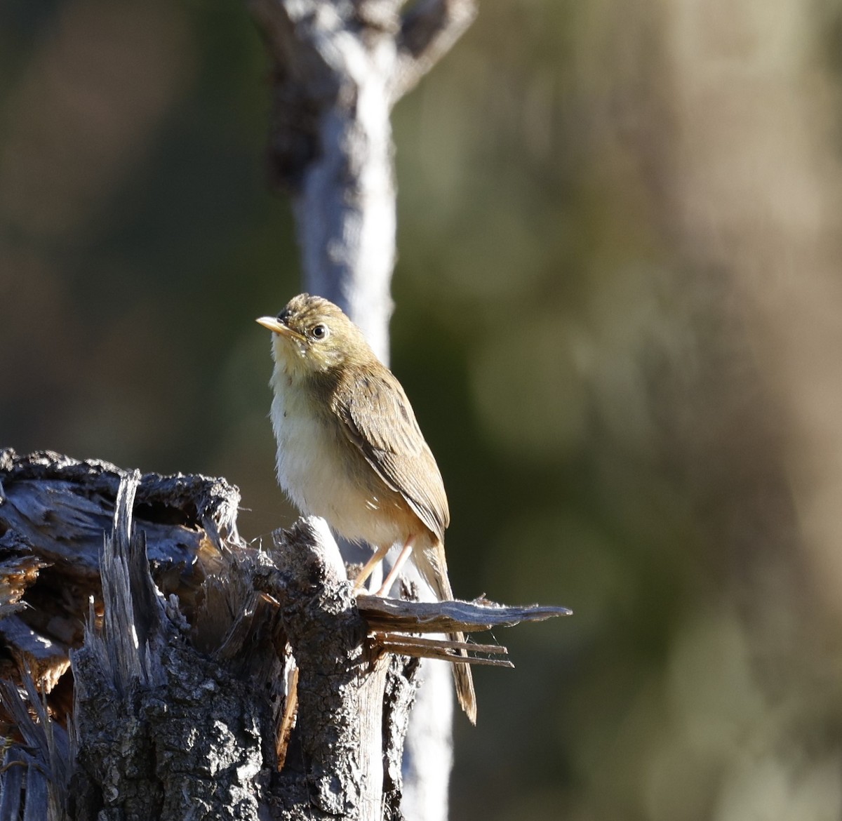 Golden-headed Cisticola - ML620523880