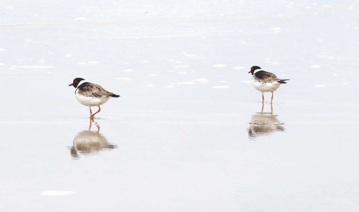 Hooded Plover - ML620523885