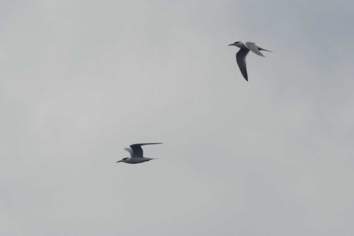 Lesser Crested Tern - ML620523886