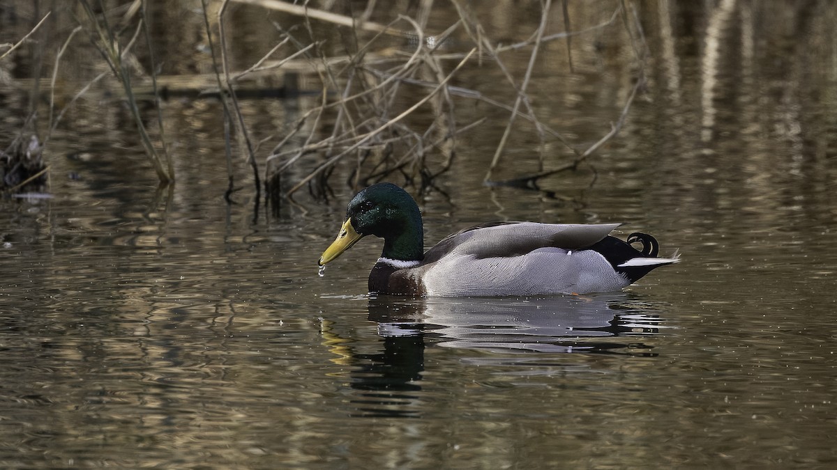 Stockente - ML620523889