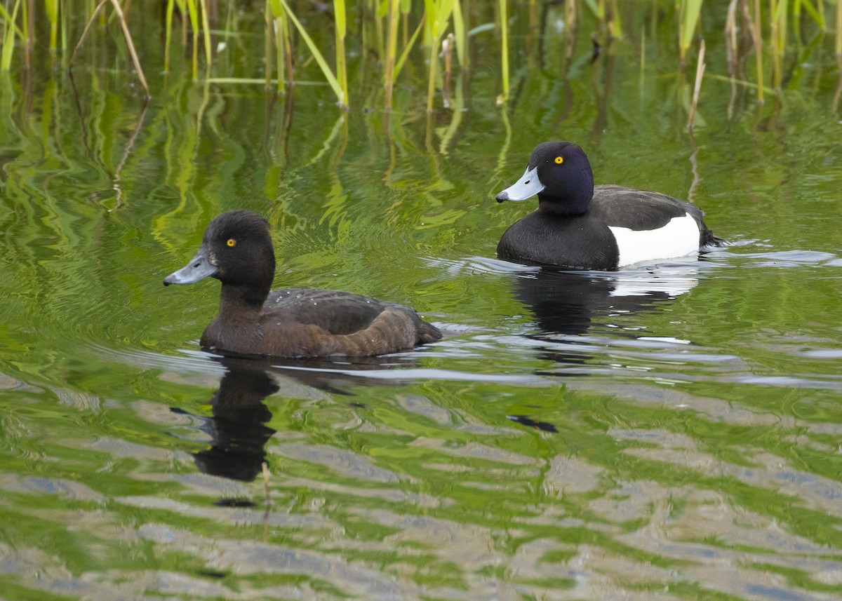 Tufted Duck - ML620523895