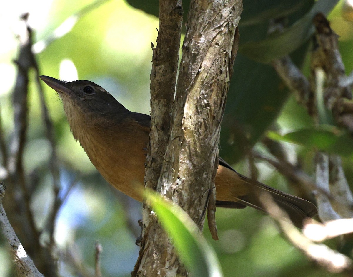 Rufous Shrikethrush - ML620523896