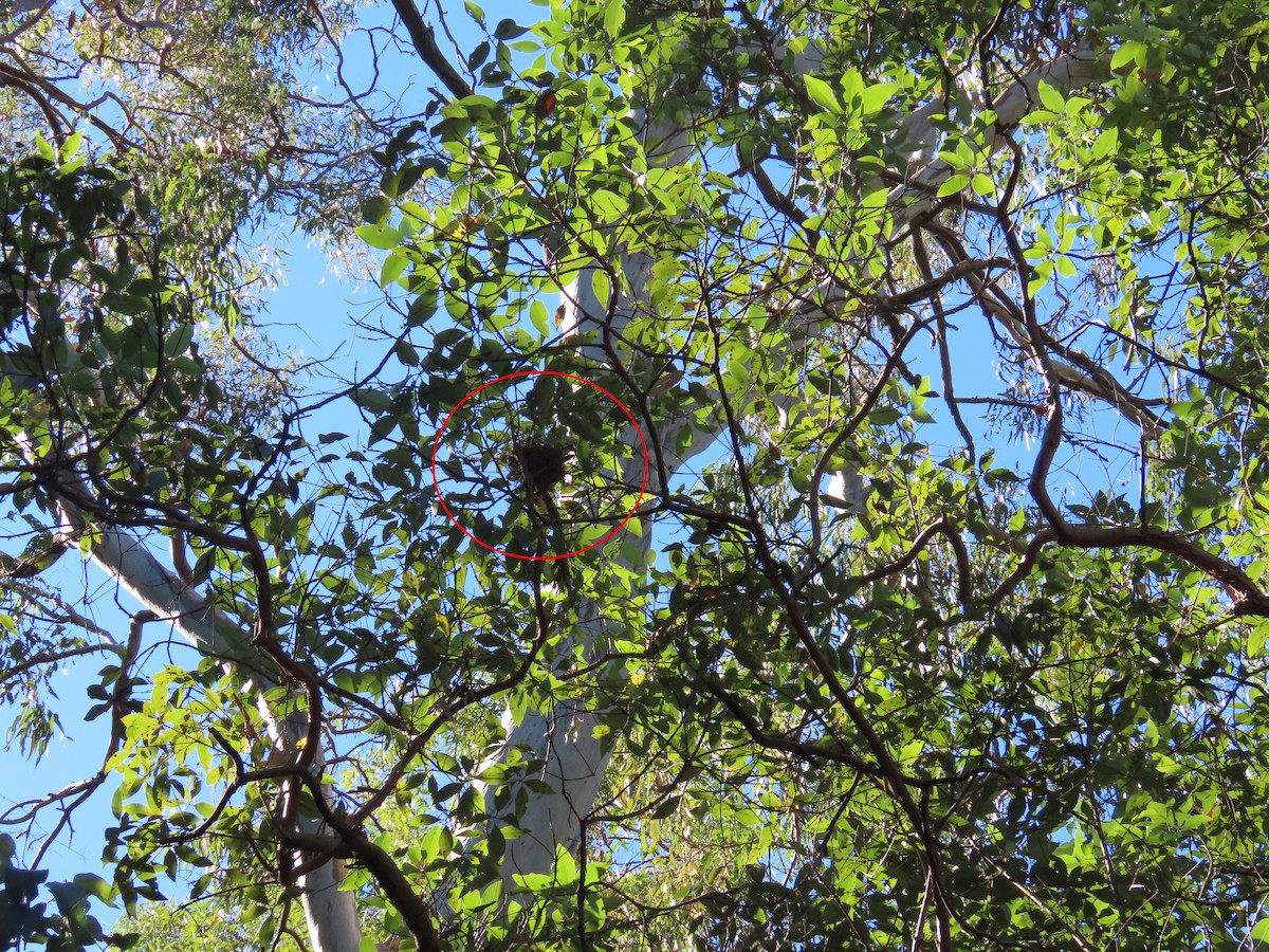 Noisy Miner - ML620523902