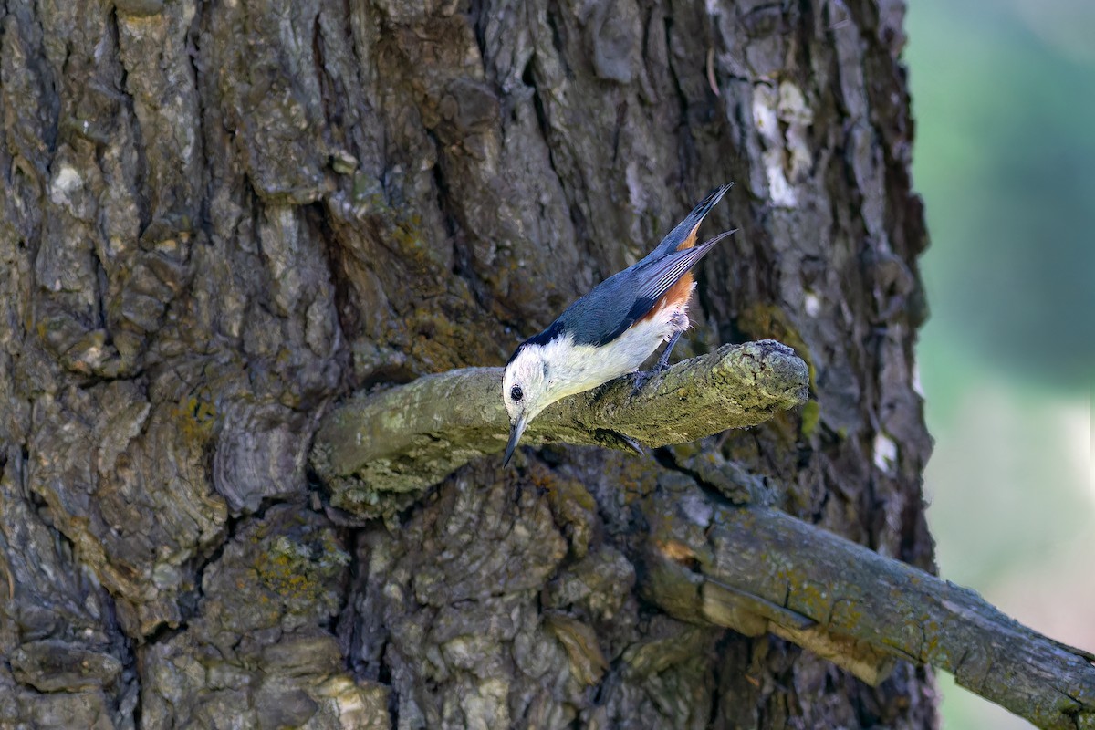 White-cheeked Nuthatch - ML620523904