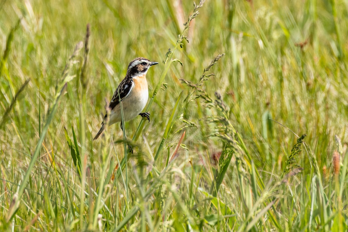 Whinchat - ML620523906