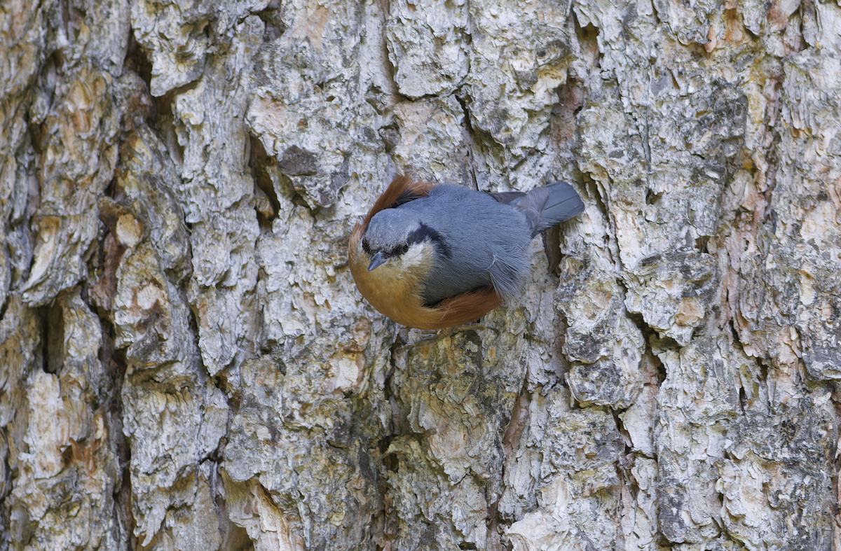 Kashmir Nuthatch - Kavi Nanda