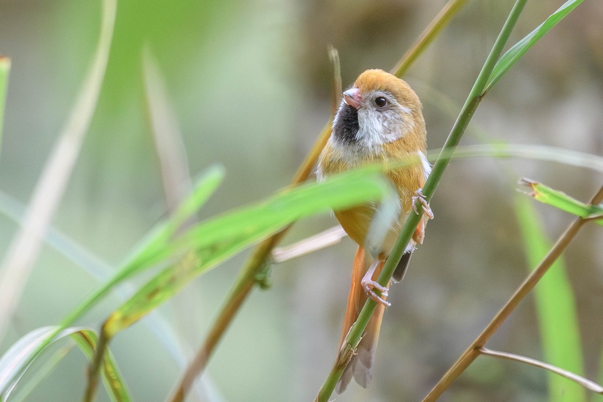 Golden Parrotbill - ML620523915