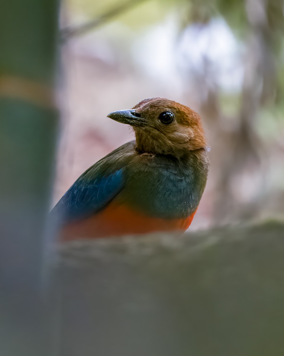 Philippinen-Blaubrustpitta - ML620523916