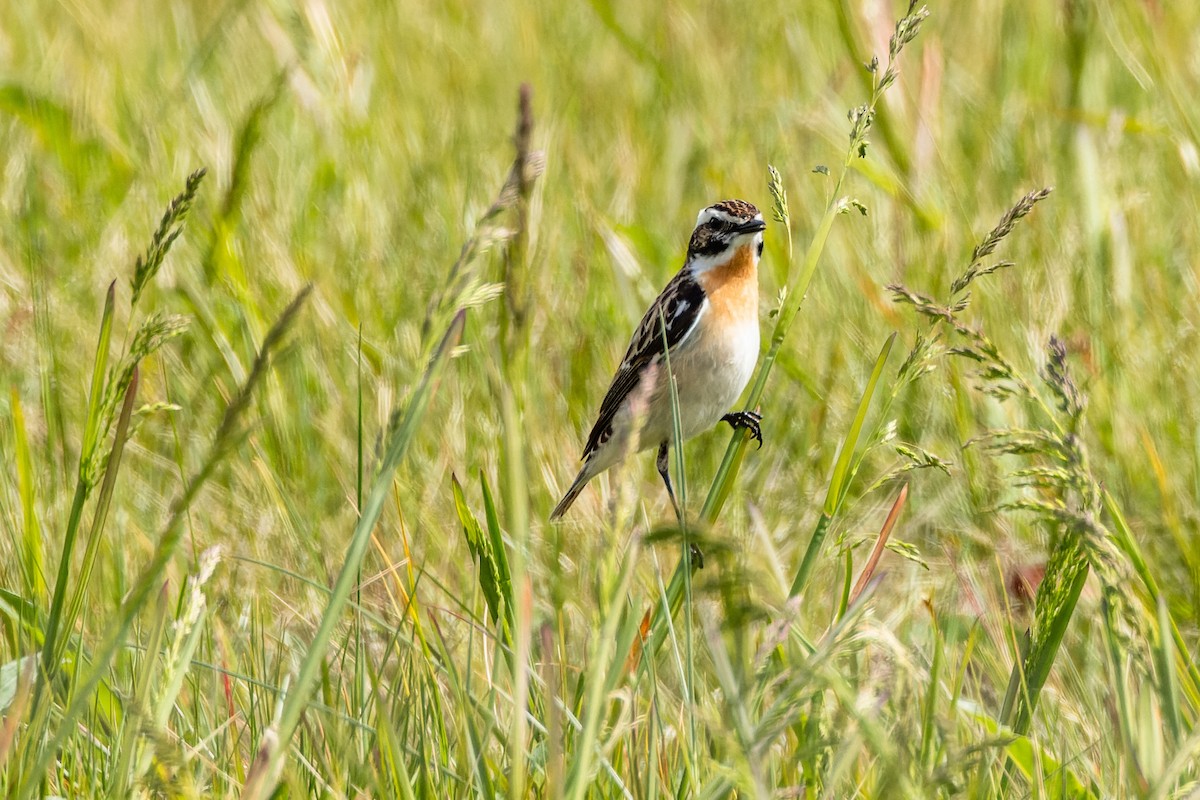 Whinchat - ML620523917