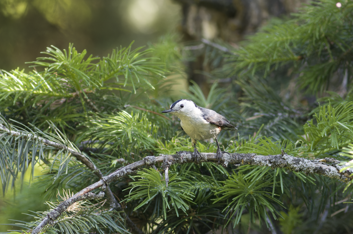 White-cheeked Nuthatch - ML620523918