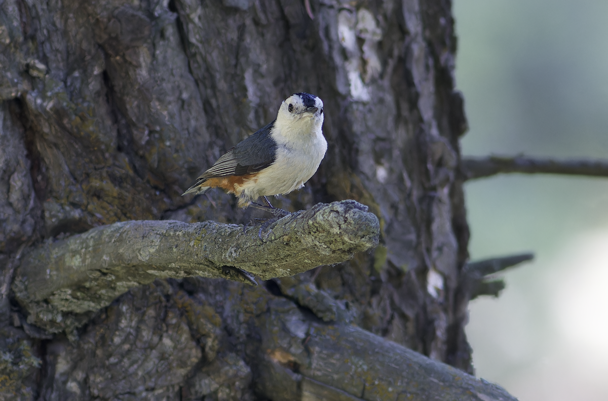 White-cheeked Nuthatch - ML620523919