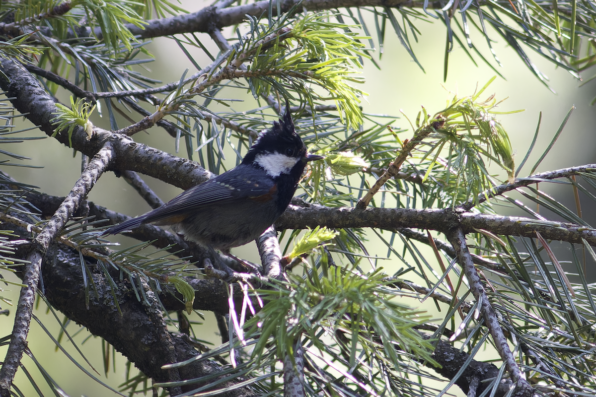 Coal Tit - ML620523920