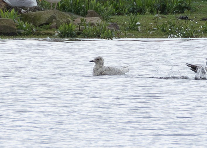 Iceland Gull - ML620523923