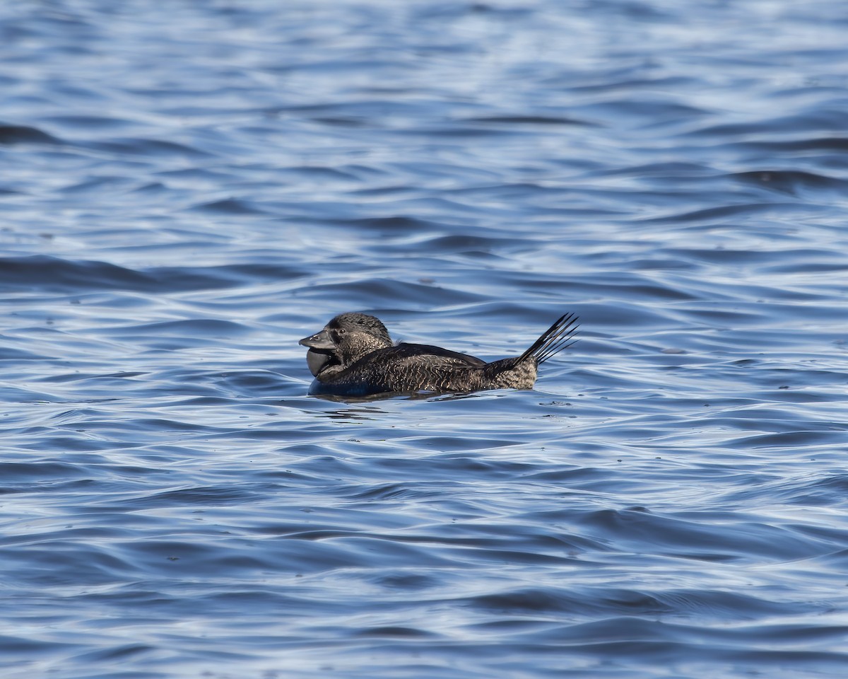 Musk Duck - Ben Johns