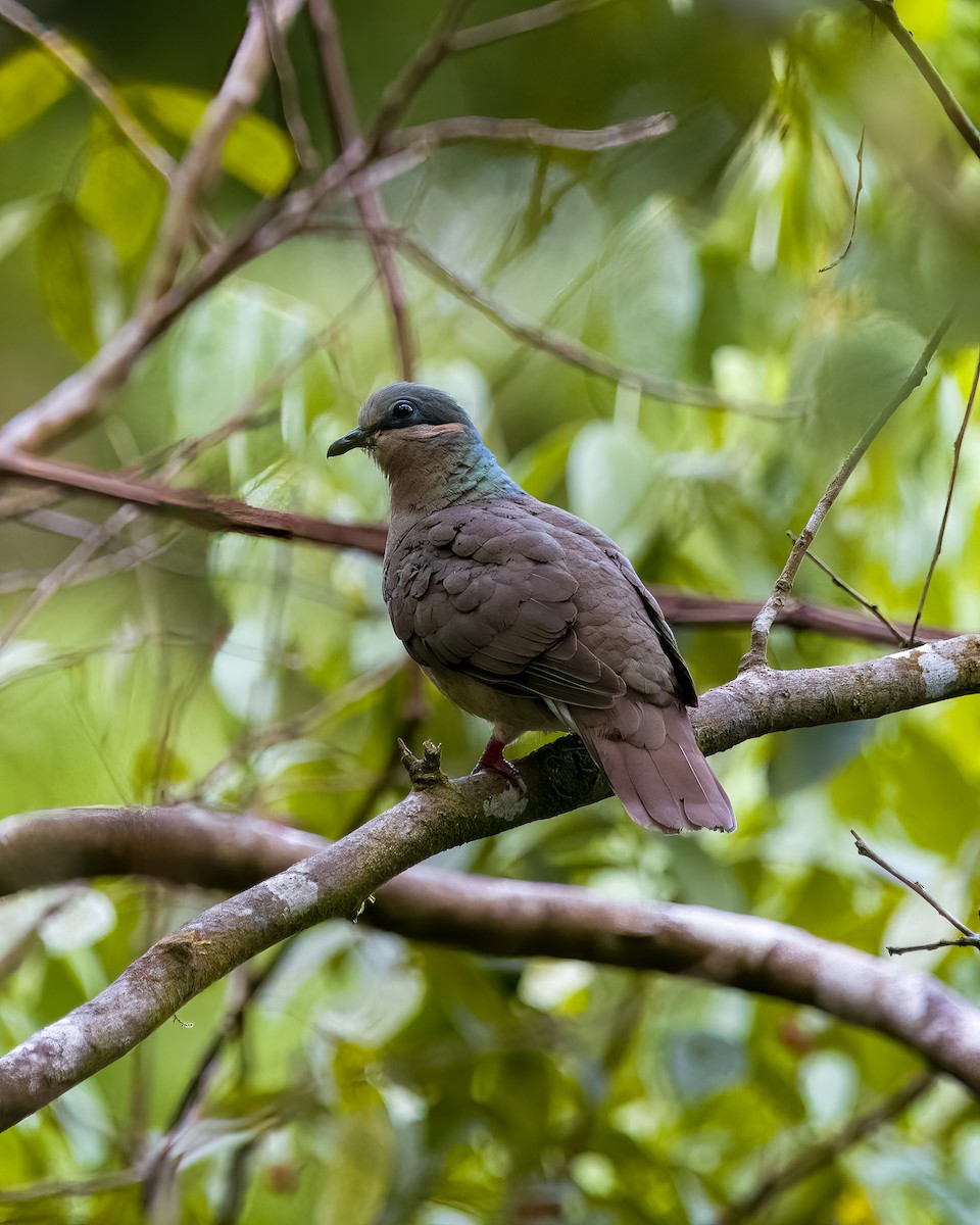 White-eared Brown-Dove (Buff-eared) - ML620523926