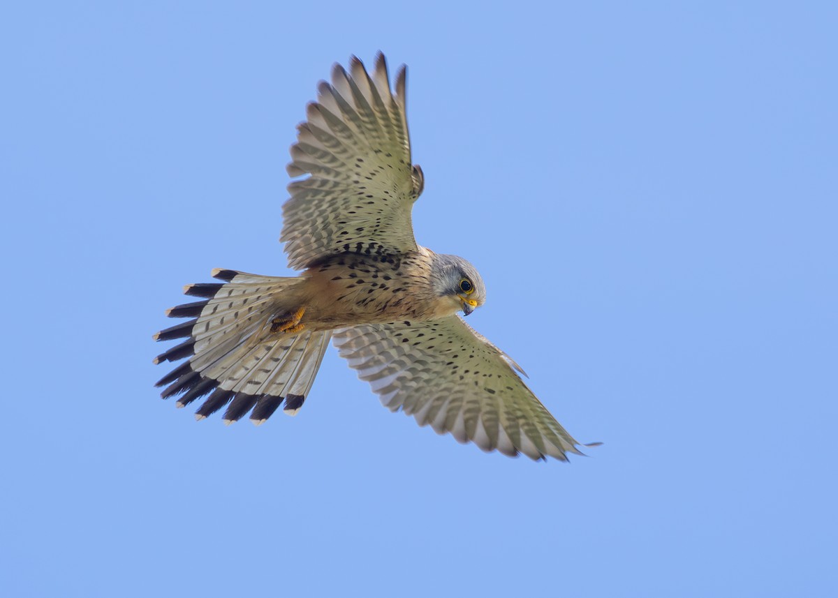 Eurasian Kestrel (Eurasian) - ML620523928