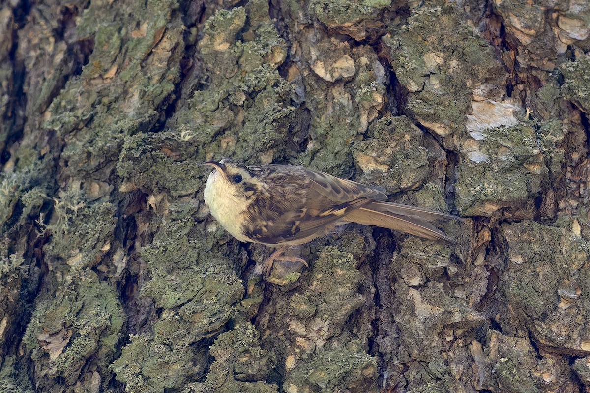 Hodgson's Treecreeper - ML620523930