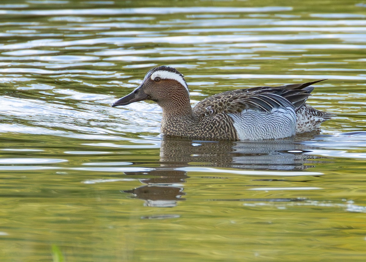 Garganey - ML620523933