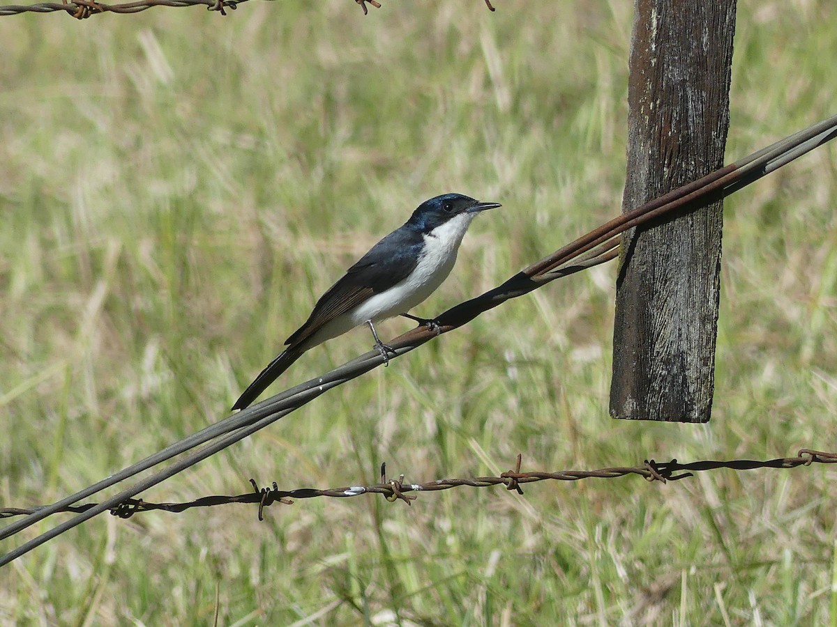 Restless Flycatcher - ML620523934