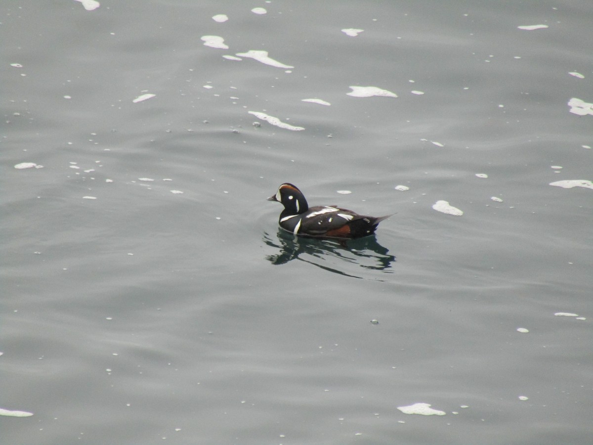 Harlequin Duck - ML620523935