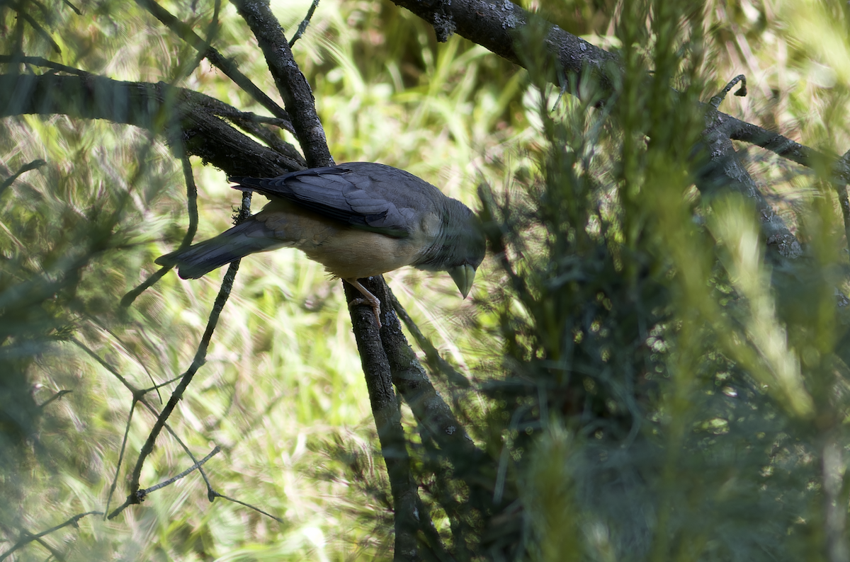 Black-and-yellow Grosbeak - ML620523942