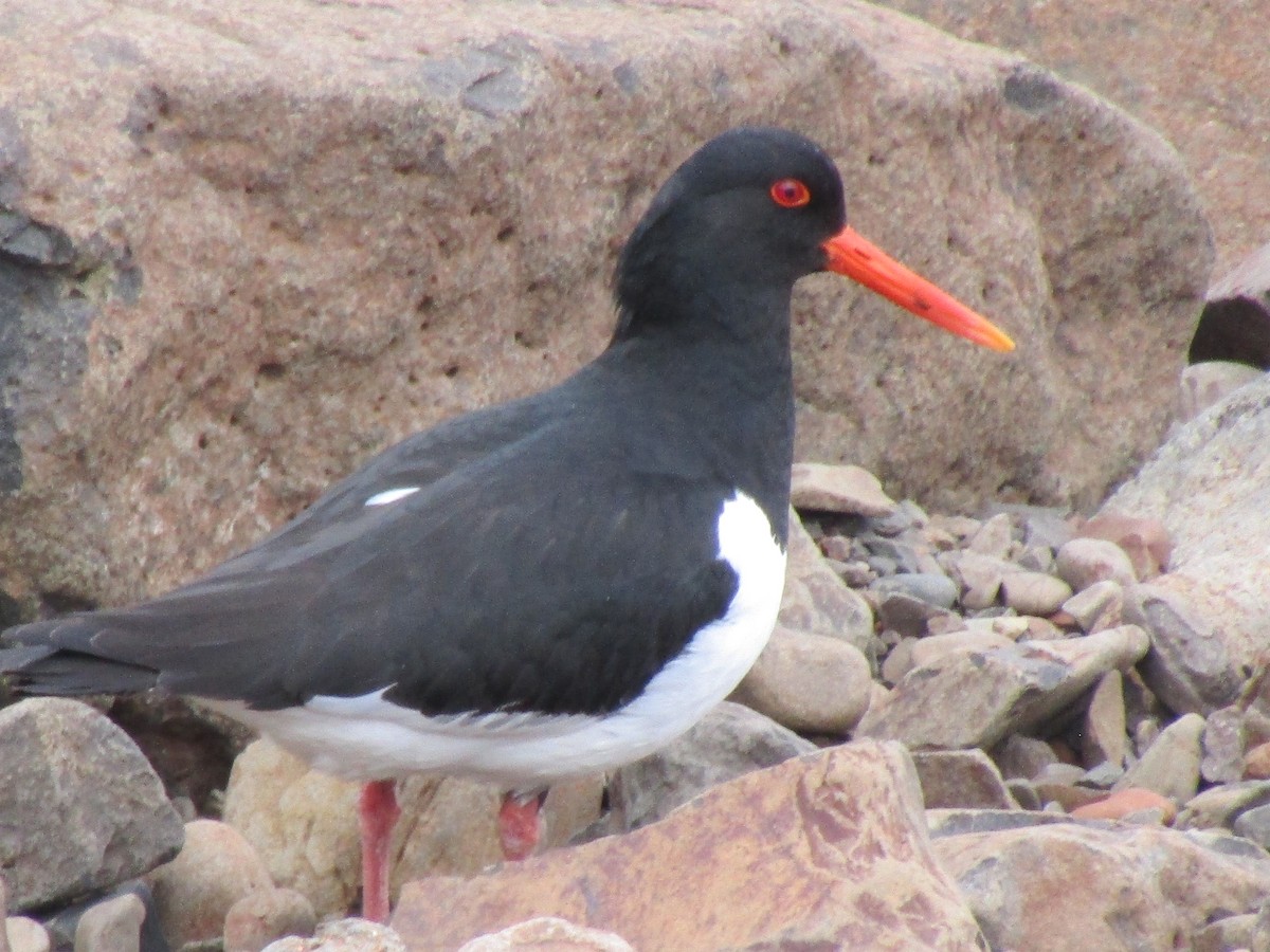 Eurasian Oystercatcher - ML620523944