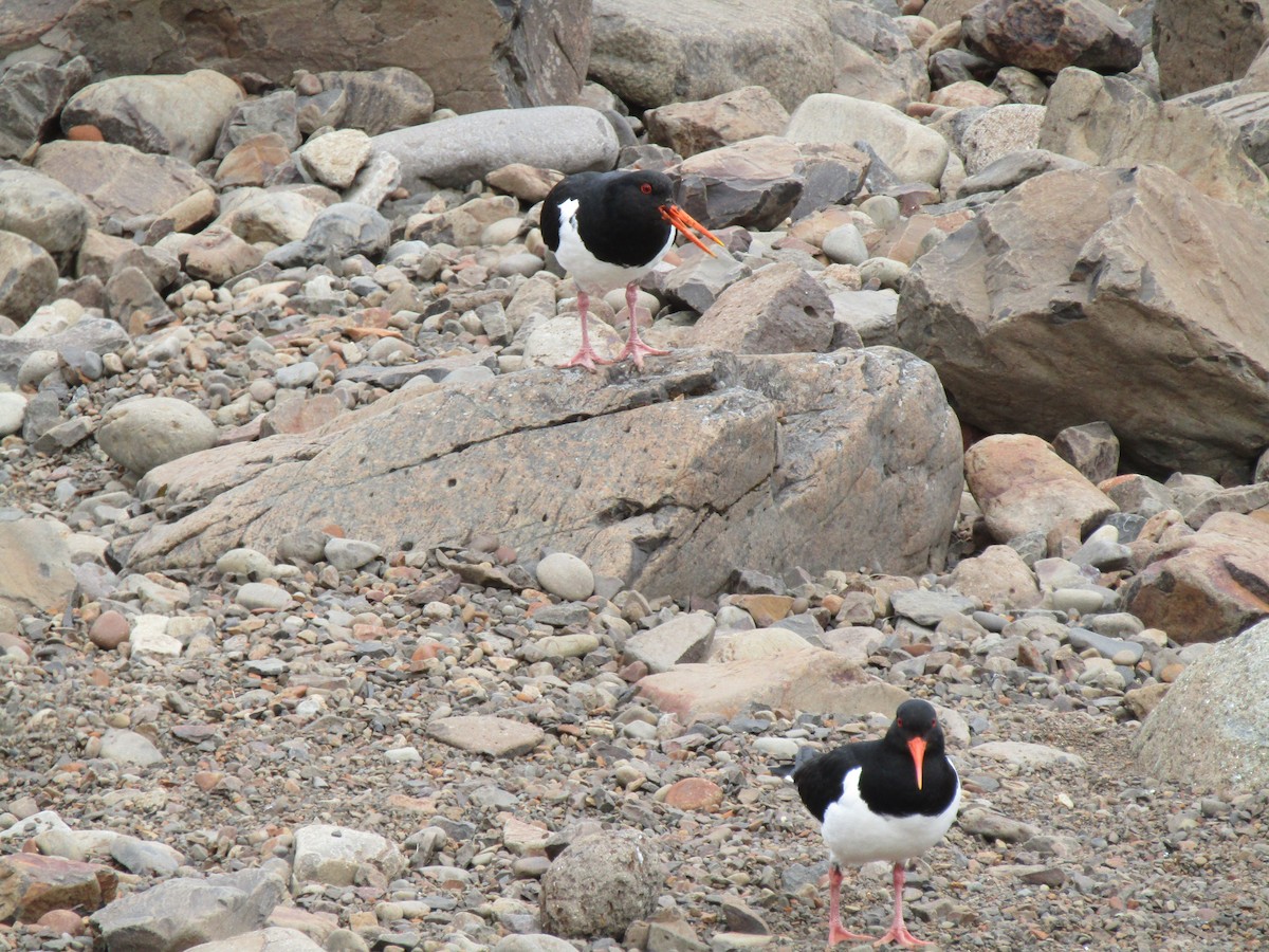 Eurasian Oystercatcher - ML620523945