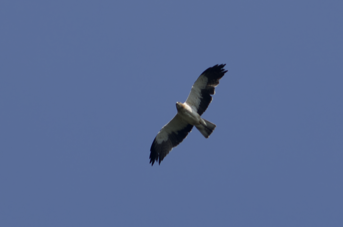 Booted Eagle - ML620523948