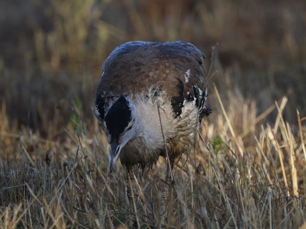 Australian Bustard - ML620523962