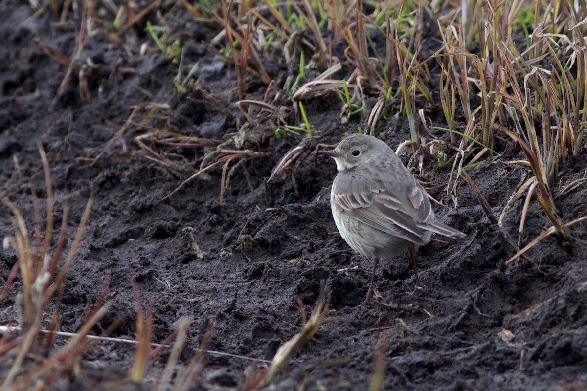 Pipit d'Amérique - ML620523977