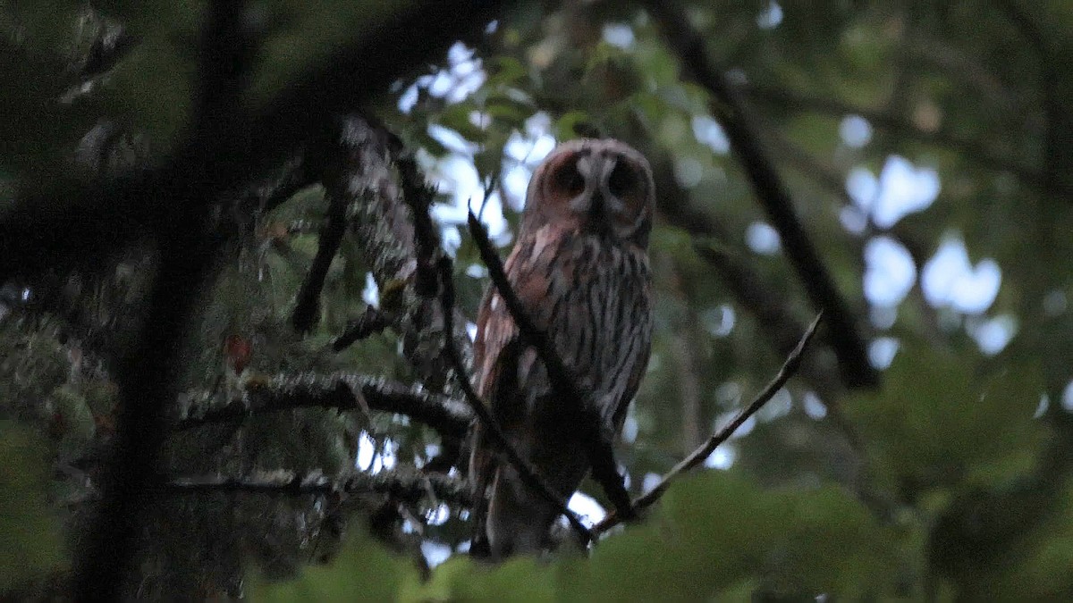 Long-eared Owl - ML620523978