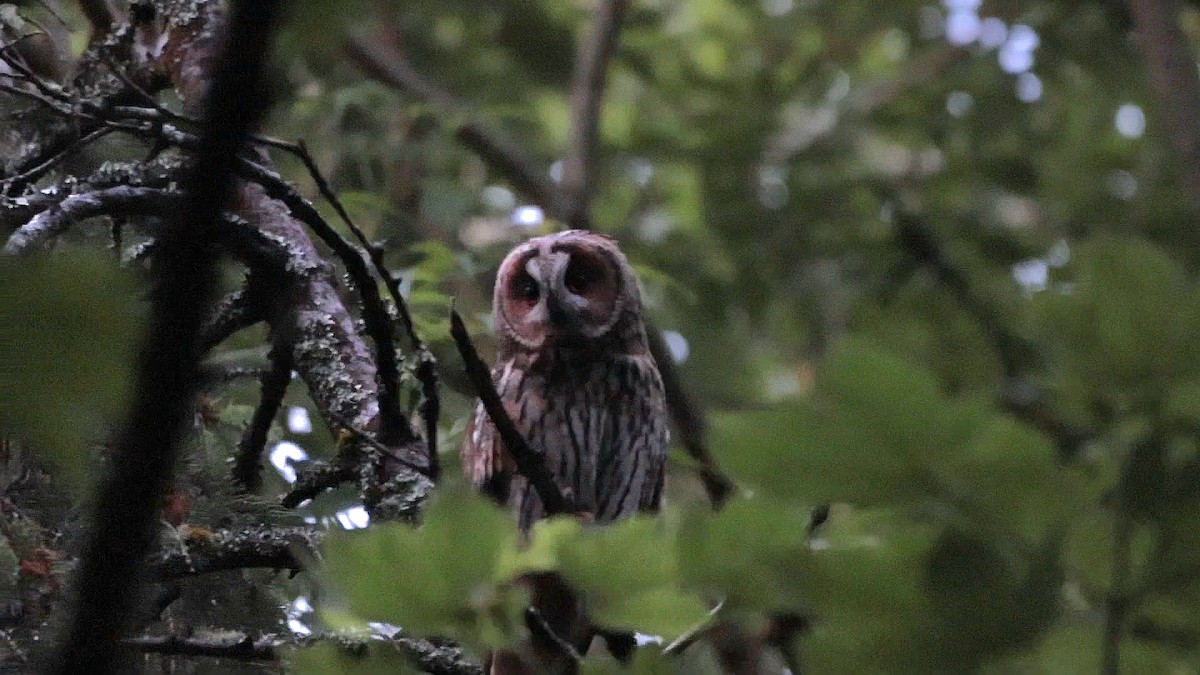 Long-eared Owl - ML620523979