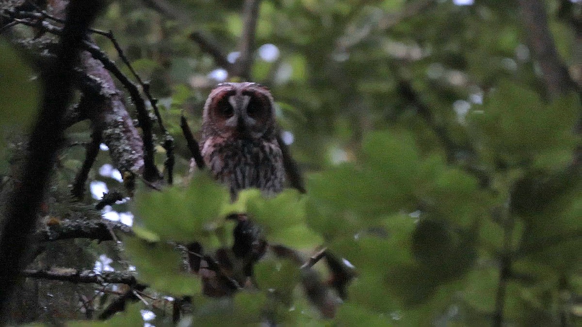 Long-eared Owl - ML620523980