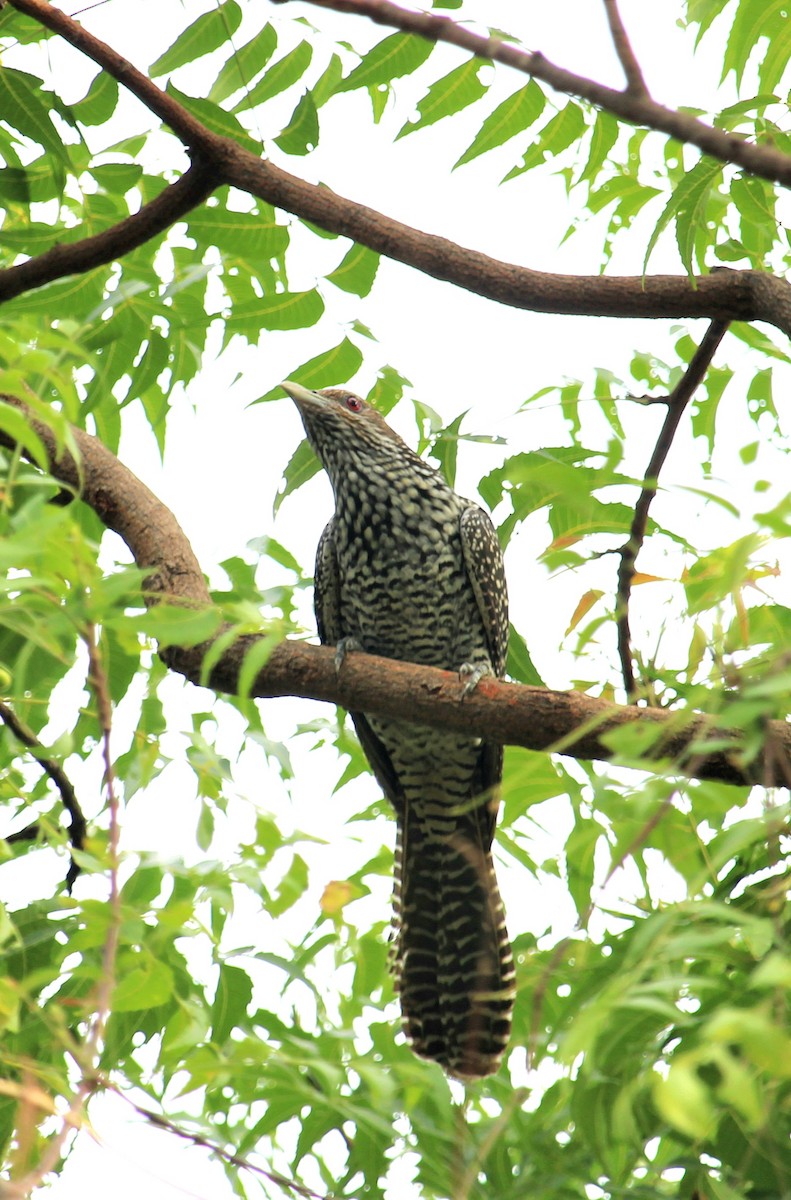 Asian Koel - ML620523983