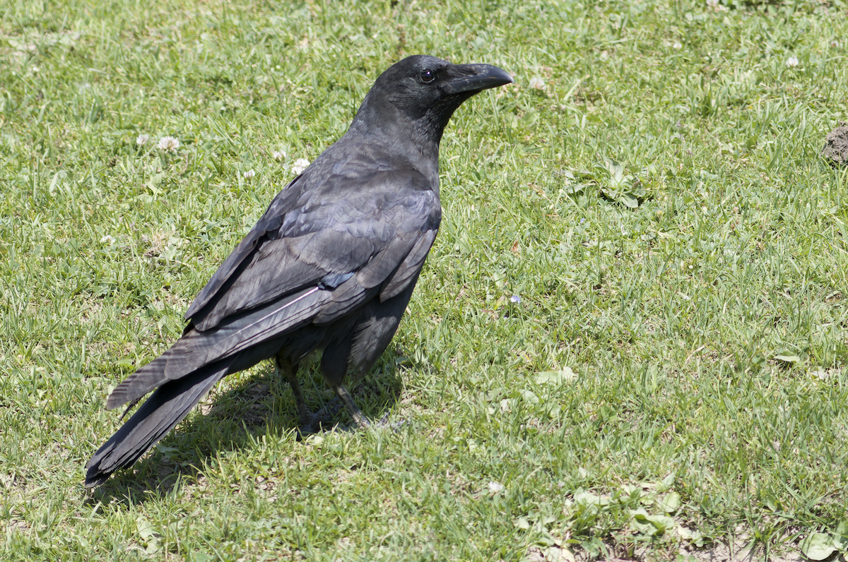 Large-billed Crow - ML620523985