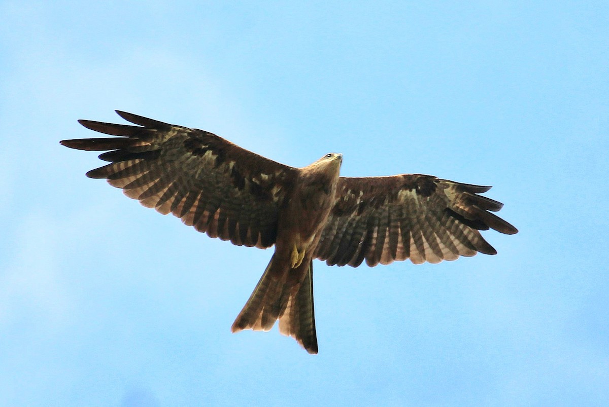 黑鳶 - ML620523986