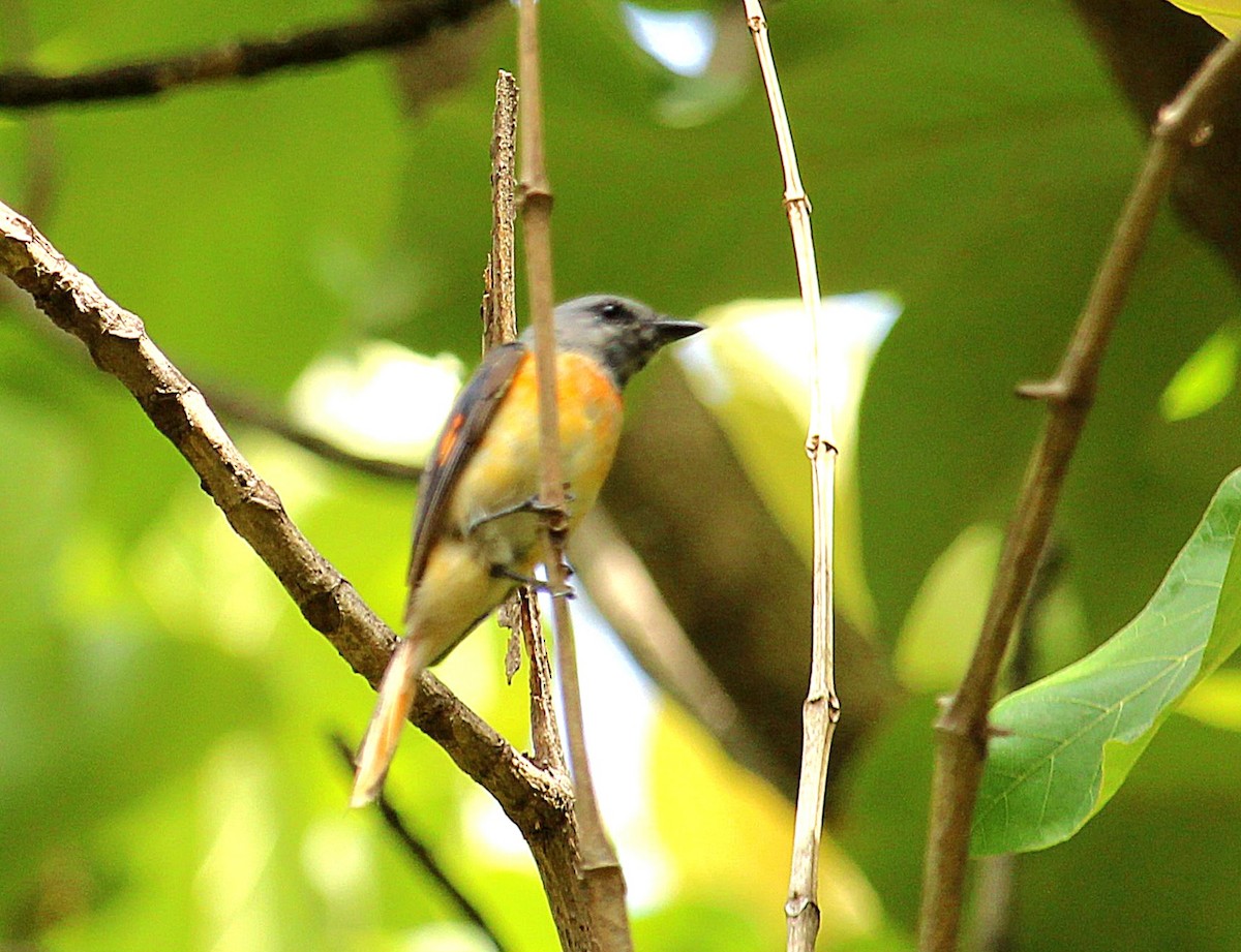 Small Minivet - ML620523995