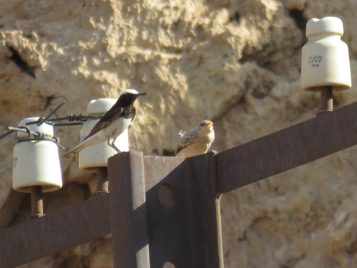 Hooded Wheatear - ML620523996